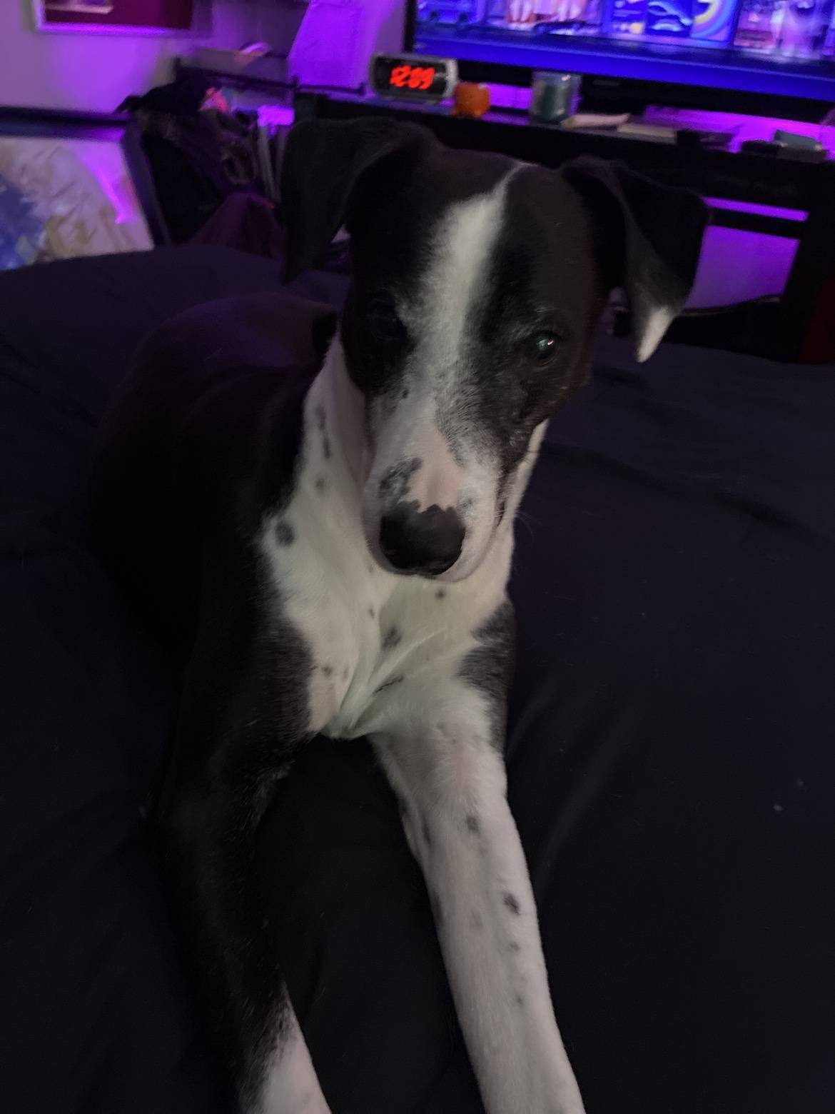 Houdini staring at the camera from the bed at night