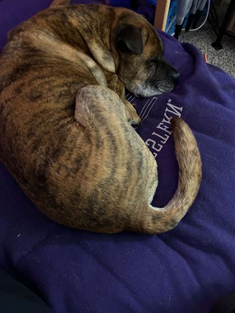Bane curled up asleep
