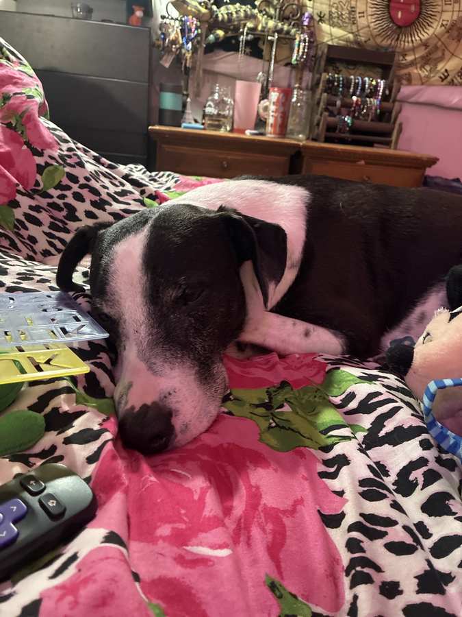 Houdini asleep on a pink blanket