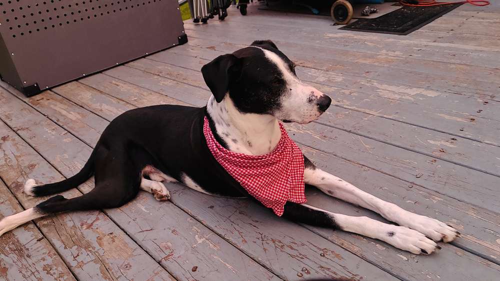Houdini on the deck